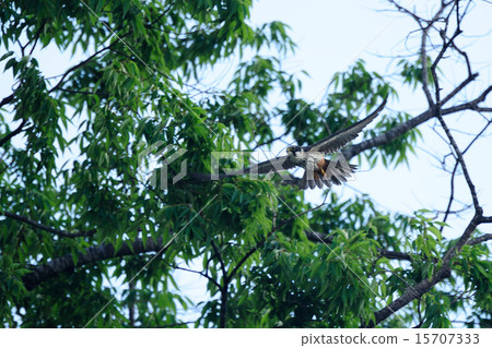 Chiko Hayabusa 15707333