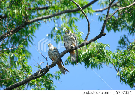 Chiko Hayabusa 15707334