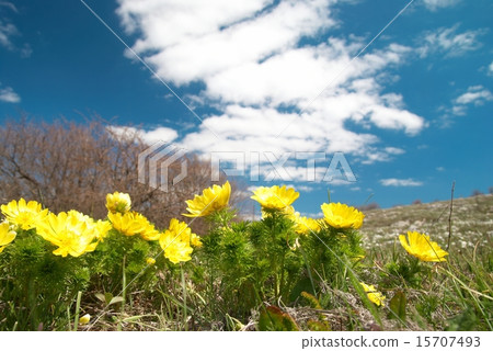 Yellow flowers (Adonis vernalis) 15707493