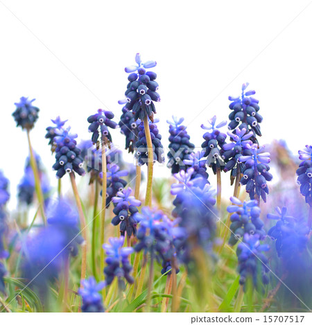 Hyacinthes with green grass Hyacinthes with green grass 15707517