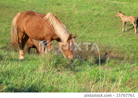 Herd of horses Herd of horses 15707761