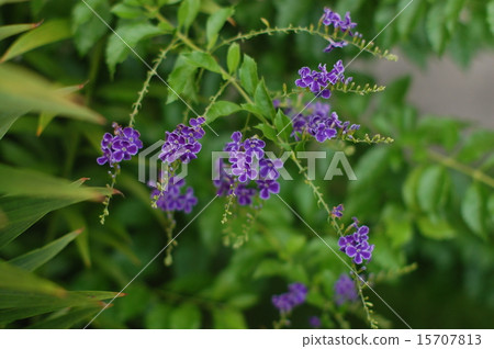金露花 15707813