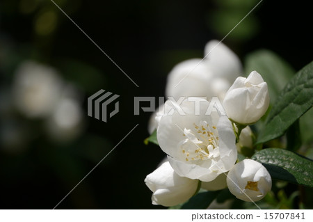 Philadelphus Philadelphus 15707841