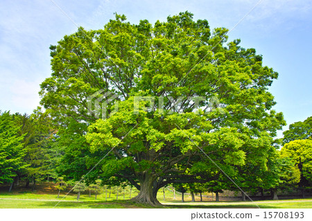 一棵大大樹在草甸 一棵大大樹在草甸 15708193
