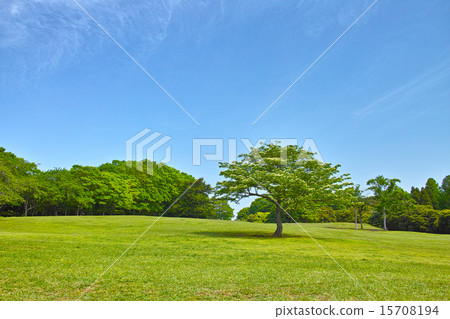 Grassland, forest and blue sky Grassland, forest and blue sky 15708194