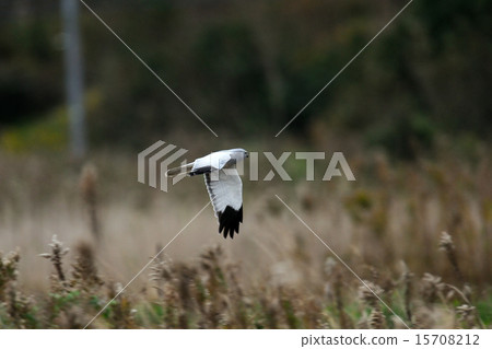 Powered by Translate Powered by Translate 15708212