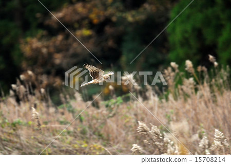 Powered by Translate Powered by Translate 15708214