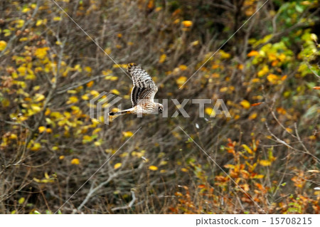 Powered by Translate Powered by Translate 15708215