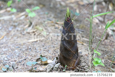 竹筍 竹筍 15708239