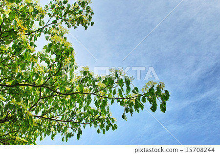 新鮮的綠色水木花 15708244