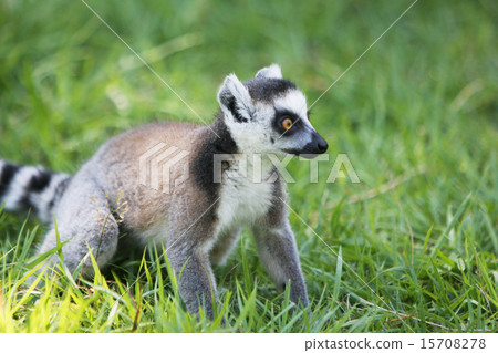 Wolverine lemur on the lawn 15708278
