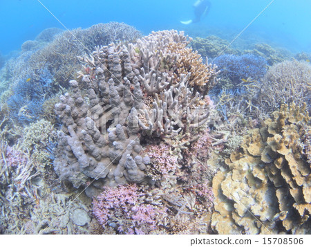 Coral reef of branch of Okinawa · Iriomote Island 15708506