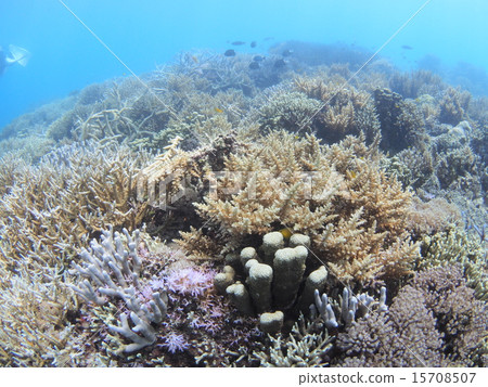 Coral reef of branch of Okinawa · Iriomote Island Coral reef of branch of Okinawa · Iriomote Island 15708507