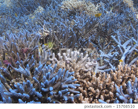 Coral reef of branch of Okinawa · Iriomote Island Coral reef of branch of Okinawa · Iriomote Island 15708510