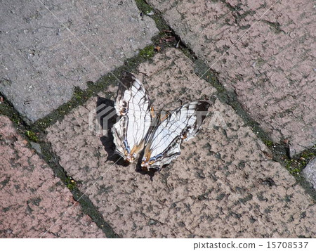 Ishigaya(南部系統的一隻美麗的蝴蝶,近年來將其棲息地範圍擴大到近畿地區) Ishigaya(南部系統的一隻美麗的蝴蝶,近年來將其棲息地範圍擴大到近畿地區) 15708537