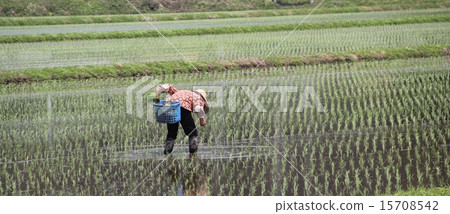 水稻種植 15708542