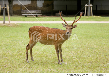 奈良公園的鹿 15708813