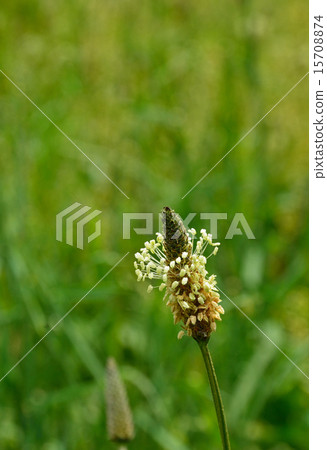 Plant: Planthill Fungaceae 15708874