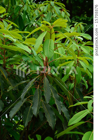 樹：Yuzuriha Yuzuriha 15708876