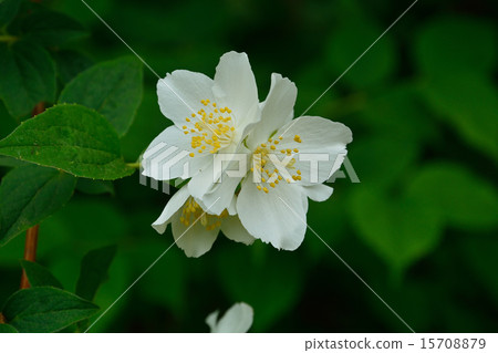 Tree: Tea Cucumber plants 15708879