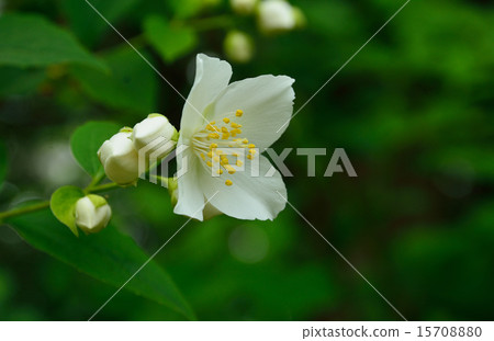 樹：茶黃瓜植物 15708880