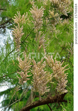Tree: Tamarisk, Tamarisk family 15708884
