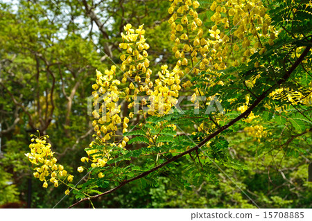 Tree: Jaikeiibara Legumeidae Tree: Jaikeiibara Legumeidae 15708885
