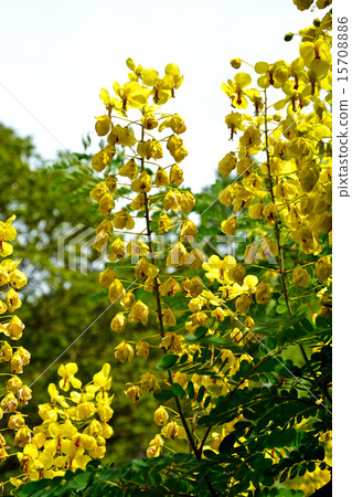 Tree: Jaikeiibara Legumeidae Tree: Jaikeiibara Legumeidae 15708886