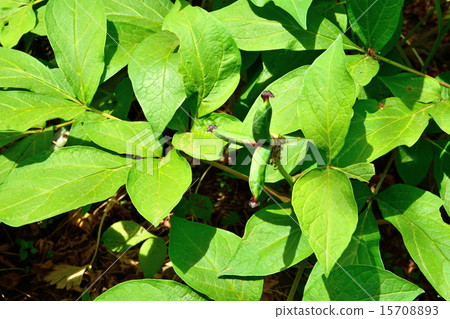 Plant: Yamasakiyaku Button Department 15708893