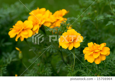 Marigold  15708964