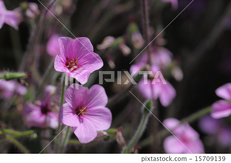 Geranium · Madencén flower and rain drop 15709139