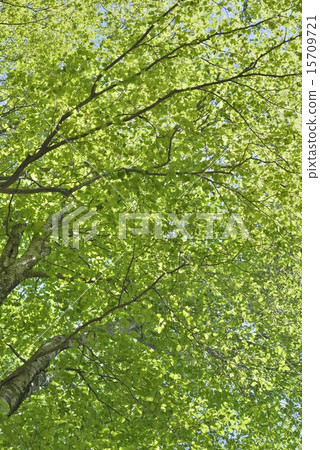 Forest bathing Forest bathing 15709721