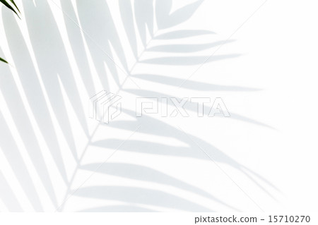 shadow of palm leaves shadow of palm leaves 15710270
