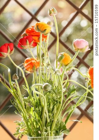 Colorful persian buttercup flowers (ranunculus) Colorful persian buttercup flowers (ranunculus) 15710599