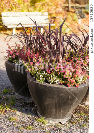 autumn plants autumn plants 15710629