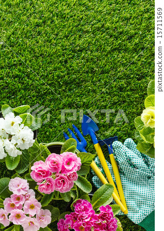 spring flowers 15711569