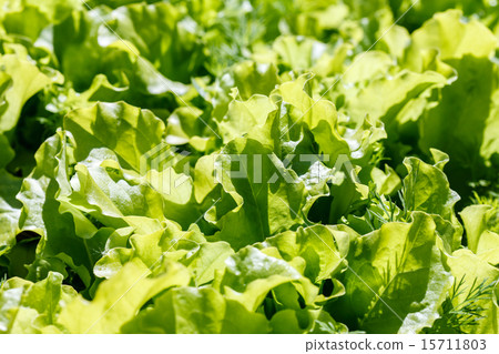 lettuce in the garden 15711803