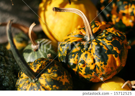 Pumpkins still-life 15712525