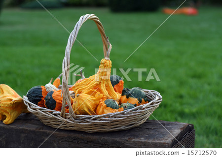 Pumpkins still-life with natural background Pumpkins still-life with natural background 15712570