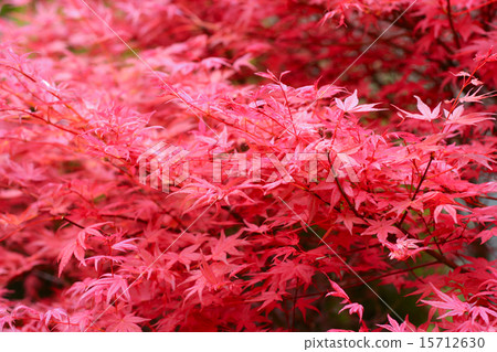 Red leaf texture 15712630
