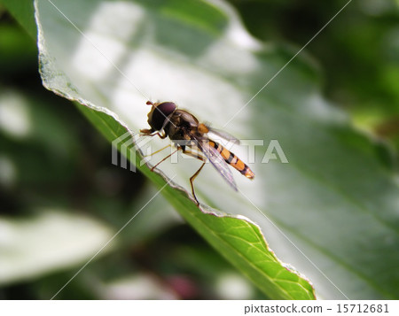 Fly on the leaf Fly on the leaf 15712681