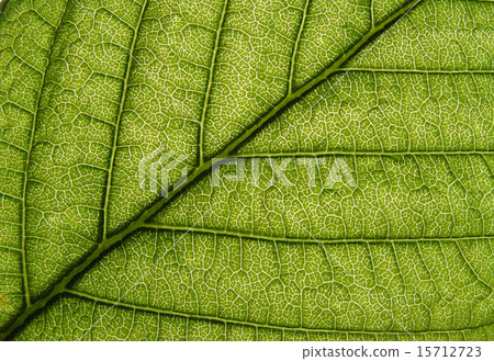 Leaf against sun 15712723