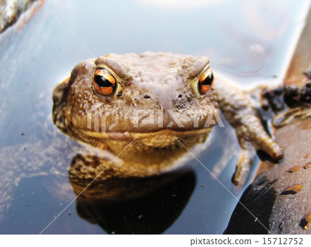Frog in the water 15712752