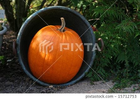 Pumpkins still-life 15712753