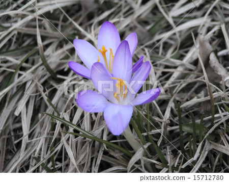 First spring flowers - crocus First spring flowers - crocus 15712780
