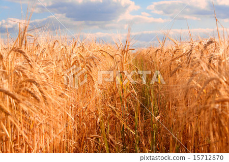Evening corn field 15712870