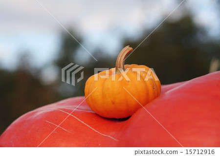 Pumpkins still-life with natural background 15712916