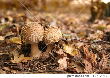 Inedible toadstool (mushroom) 15712917