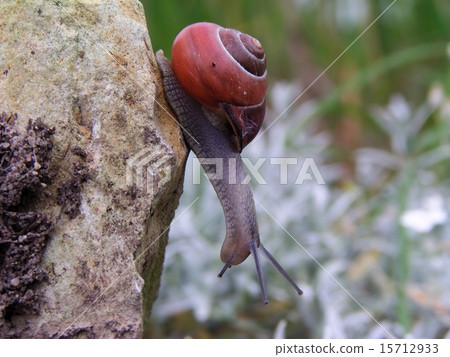 Curious snail 15712933