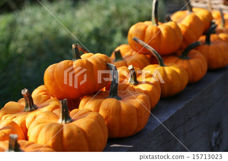 Pumpkins still-life 15713023